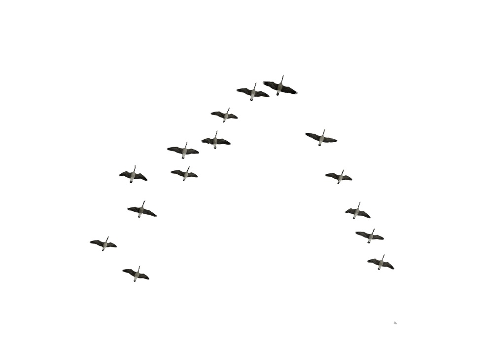 Birds V Formation Png